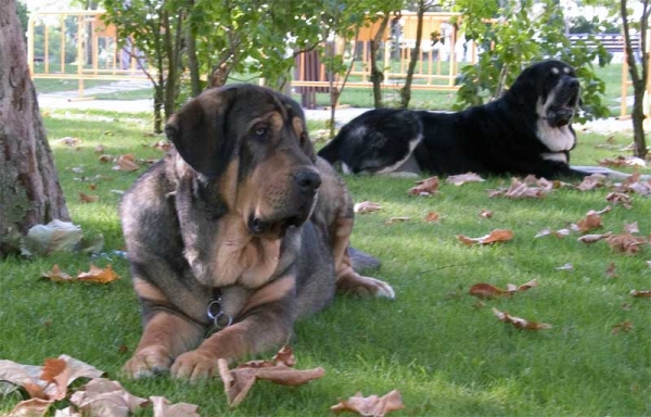 Moura de Fonteferra & Azabache de Campollano - Monográfica AEPME, Valencia de Don Juan, León, 02.09.2006
Open Class Females & Open Class Males, 
Moura: (Tizon de Fuente Mimbre x Seda de Cueto Negro) - Born: 27.11.2003
Azabache: (Ribero de Reciecho x Clara de Campollano) - Born: 19.01.2004
Kľúčové slová: 2006