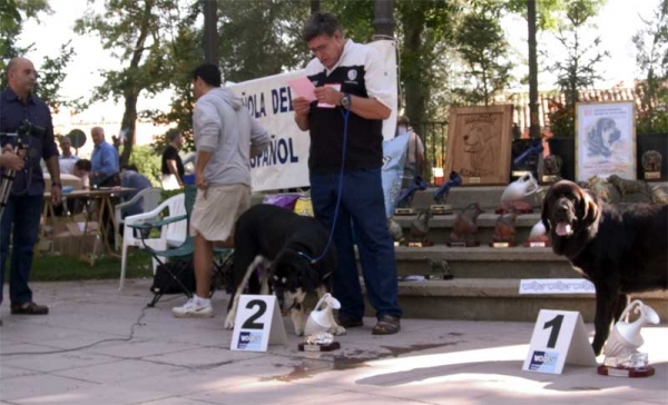 Puppy Class Females: Aja de Galisancho VG. 2 & Pas de Torreanaz, VG. 1 - AEPME Valencia de Don Juan, León, 02.09.2006
Aja: (Pollero x Braña de Galisancho) - Born: 08.12.2005  
Pas:

Keywords: 2006