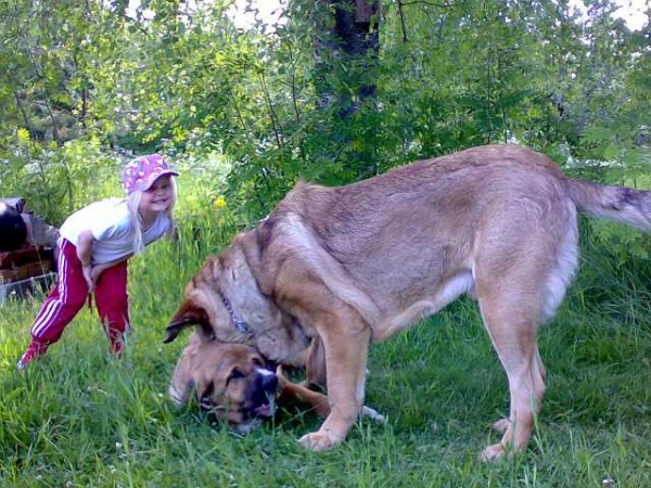 Becky z Netluckych Pastvin & Dozy Dragon Herbu Wielka Lapa
Becky: (Ramonet x Conchitta Tornado Erben) 
Dozy: (Druso de la Aljabara x Bancia Dobra Rasa) 
Keywords: kids satu