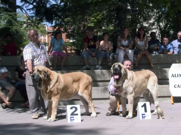 Champion Class Males: 2. Ron de Autocan & 1. Sansón - AEPME Valencia de Don Juan, León, 02.09.2006
Ron: (León x Berta de Autocan) - Born: 29.09.2000 
Sansón: (Ordoño x Princes de Vega de Albares) - Born: 28.03.2004 

Keywords: 2006