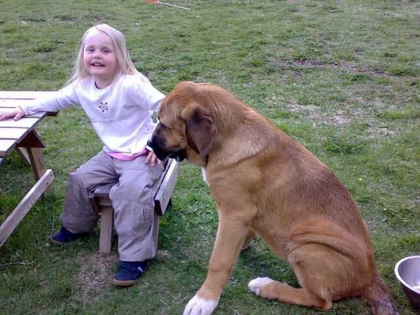 Becky z Netluckych Pastvin with friend
Ramonet (de los Payuelos) X Conchitta Tornado Erben
Born: 14.12.2007
Breeder: Jana Nemeckova, kennel Netluckych Pastvin, Czech Republic
Keywords: kids satu