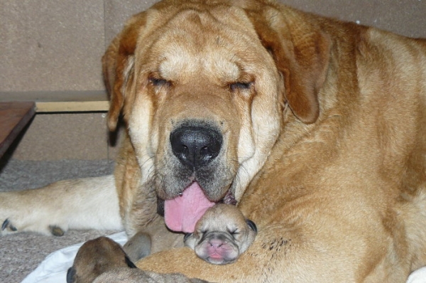 Historia Tornado Erben with puppy  
2. Winner Photo of the Month April 2008 on Mastin Gallery
Keywords: confundo head portrait cabeza