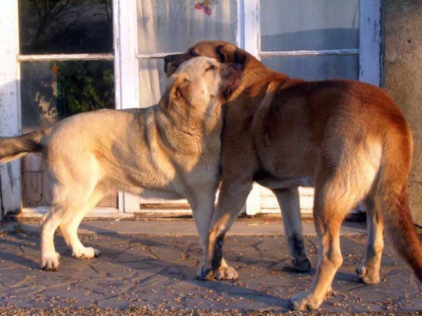 Camelia & Kromagnon Tornado Erben
Camelia: (Algarrobo X Vaguera du chemin des Puits tournants) 
Kromagnon: (Basil Mastifland X Deborah Tornado Erben) - Born : 28.06.2006
Keywords: kromagnon