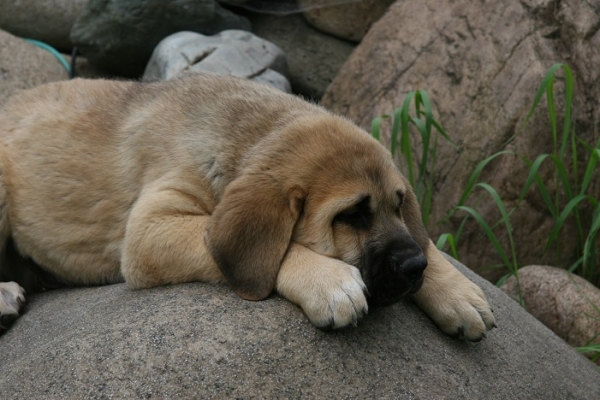 Relaxed puppy
