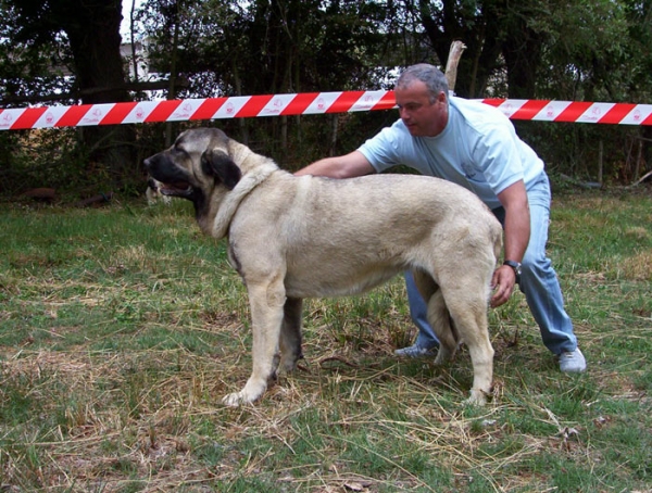 Akira del Valle de Pisueña - 1ª - JUNIOR CLASS FEMALES - Fresno del Camino, León, 08-08-2004
Owner: Gema Mª Rodríguez  

Keywords: 2004 pisuena