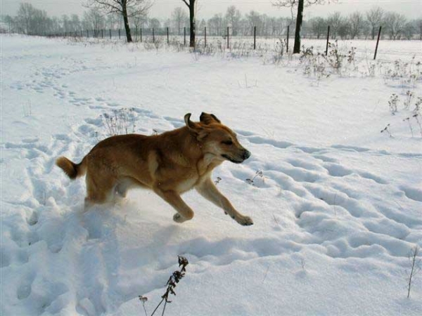 Mastín from kennel Lu Dareva
Keywords: ludareva snow nieve