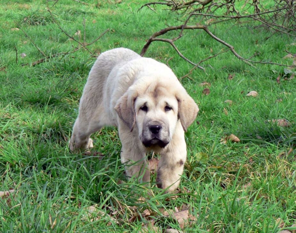 Nevada de Fuente Mimbre
Tejo de Fuente Mimbre X Sobia de Ablanera
Keywords: angel puppyspain puppy cachorro