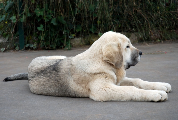 Nevada de Fuente Mimbre
Keywords: angel puppyspain puppy cachorro