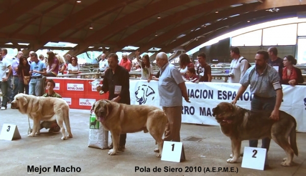 Ring Best Male: 1. Ch Ron de Bao La Madera (Champion Class) , 2. Kimi de Reciecho (Open Class), 3. Bach de Muxa (Intermediate Class) -  Polas de Siero, Asturias 17.07.2010
Keywords: 2010