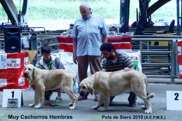 1. Mejorana de Fuente Mimbre, 2. Niza de Hazas del Cesto - Young Puppy Class Females, Pola de Siero, Asturias 17.07.2010 
Keywords: 2010