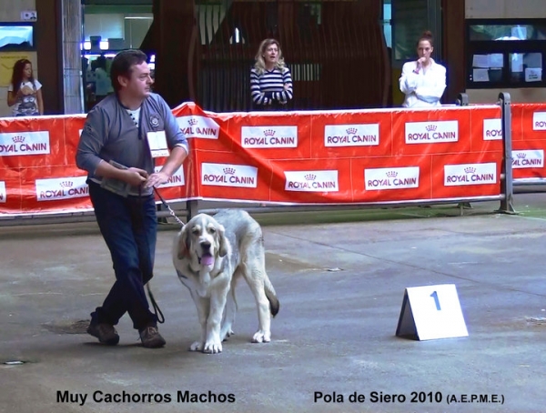 1. Molinero de Hazas del Cesto (BEST YOUNG PUPPY) - Young Puppy Class Males, Pola de Siero, Asturias 17.07.2010
Keywords: 2010 hazasdecesto
