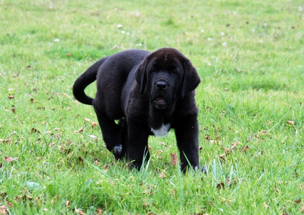 Puppy from Villapedre - born 22.08.2007
Tejo de Fuente Mimbre x Gitana de Folgueras 
22.08.2007   

Keywords: puppyspain puppy cachorro