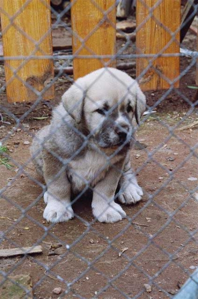 Cachorro de Trashumancia - 45 días
Criado en afijo Los Payuelos
(Americano de Trashumancia x Chita de Trashumancia) 
Keywords: payuelos