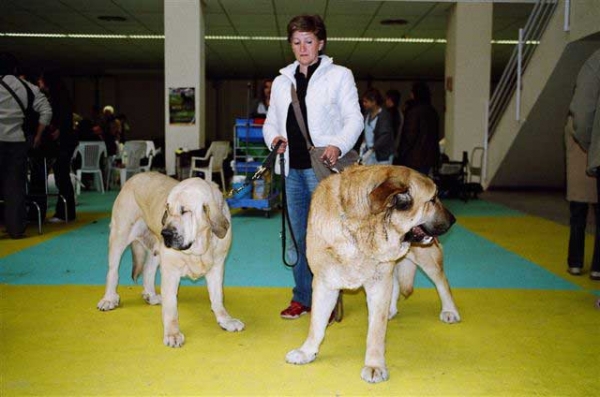 Aitana del Agostadero, Exc. 1, CAC, BOB & Zagal de Laciana, Esc. 2 - National Dog Show, Ciudad Real, Spain 31.03.2007
National Dog Show, Ciudad Real, Spain 31.03.2007:
Zagal de Laciana: Esc. 2º (Clase Abierta Machos)
Aitana del Agostadero: Exc. 1ª (Clase Abierta Hembras) CAC - Mejor de Raza

International Dog Show, Ciudad Real, Spain 01.04.2007:
Zagal de Laciana: Esc. 1º (Clase Abierta Machos) CAC, CACIB
Aitana del Agostadero: Exc. 1ª (Clase Abierta Hembras) CAC, RCACIB 

Keywords: 2007 payuelos