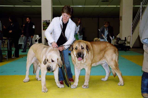 Aitana del Agostadero, Exc. 1, CAC, BOB & Zagal de Laciana, Esc. 2 - National Dog Show, Ciudad Real, Spain 31.03.2007
National Dog Show, Ciudad Real, Spain 31.03.2007:
Zagal de Laciana: Esc. 2º (Clase Abierta Machos)
Aitana del Agostadero: Exc. 1ª (Clase Abierta Hembras) CAC - Mejor de Raza

International Dog Show, Ciudad Real, Spain 01.04.2007:
Zagal de Laciana: Esc. 1º (Clase Abierta Machos) CAC, CACIB
Aitana del Agostadero: Exc. 1ª (Clase Abierta Hembras) CAC, RCACIB
Keywords: show