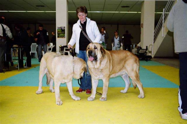 Aitana del Agostadero, Exc. 1, CAC, BOB & Zagal de Laciana, Esc. 2 - National Dog Show, Ciudad Real, Spain 31.03.2007
National Dog Show, Ciudad Real, Spain 31.03.2007:
Zagal de Laciana: Esc. 2º (Clase Abierta Machos)
Aitana del Agostadero: Exc. 1ª (Clase Abierta Hembras) CAC - Mejor de Raza

International Dog Show, Ciudad Real, Spain 01.04.2007:
Zagal de Laciana: Esc. 1º (Clase Abierta Machos) CAC, CACIB
Aitana del Agostadero: Exc. 1ª (Clase Abierta Hembras) CAC, RCACIB
Keywords: show