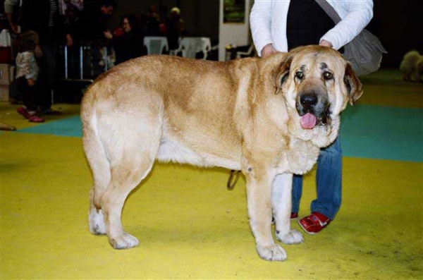 Zagal de Laciana, Esc. 1, CAC, CACIB - International Dog Show, Ciudad Real, Spain 01.04.2007
National Dog Show, Ciudad Real, Spain 31.03.2007:
Zagal de Laciana: Esc. 2º (Clase Abierta Machos)

International Dog Show, Ciudad Real, Spain 01.04.2007:
Zagal de Laciana: Esc. 1º (Clase Abierta Machos) CAC, CACIB

Keywords: show