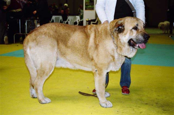 Zagal de Laciana, Esc. 1, CAC, CACIB - International Dog Show, Ciudad Real, Spain 01.04.2007
National Dog Show, Ciudad Real, Spain 31.03.2007:
Zagal de Laciana: Esc. 2º (Clase Abierta Machos)

International Dog Show, Ciudad Real, Spain 01.04.2007:
Zagal de Laciana: Esc. 1º (Clase Abierta Machos) CAC, CACIB

Keywords: 2007 payuelos