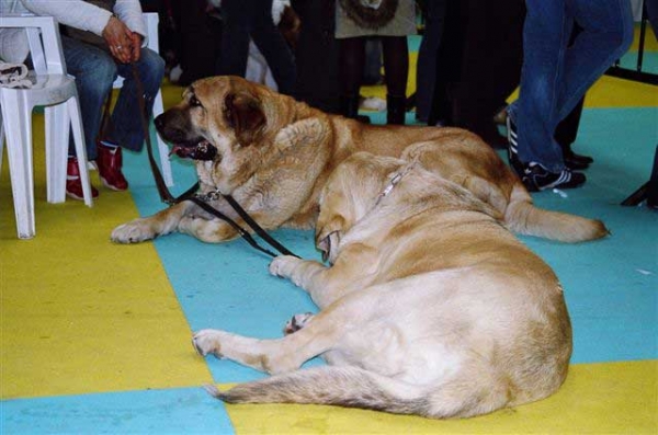 Aitana del Agostadero, Exc. 1, CAC, BOB & Zagal de Laciana, Esc. 2 - National Dog Show, Ciudad Real, Spain 31.03.2007
National Dog Show, Ciudad Real, Spain 31.03.2007:
Zagal de Laciana: Esc. 2º (Clase Abierta Machos)
Aitana del Agostadero: Exc. 1ª (Clase Abierta Hembras) CAC - Mejor de Raza

International Dog Show, Ciudad Real, Spain 01.04.2007:
Zagal de Laciana: Esc. 1º (Clase Abierta Machos) CAC, CACIB
Aitana del Agostadero: Exc. 1ª (Clase Abierta Hembras) CAC, RCACIB
Keywords: show