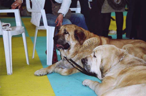 Aitana del Agostadero, Exc. 1, CAC, BOB & Zagal de Laciana, Esc. 2 - National Dog Show, Ciudad Real, Spain 31.03.2007
National Dog Show, Ciudad Real, Spain 31.03.2007:
Zagal de Laciana: Esc. 2º (Clase Abierta Machos)
Aitana del Agostadero: Exc. 1ª (Clase Abierta Hembras) CAC - Mejor de Raza

International Dog Show, Ciudad Real, Spain 01.04.2007:
Zagal de Laciana: Esc. 1º (Clase Abierta Machos) CAC, CACIB
Aitana del Agostadero: Exc. 1ª (Clase Abierta Hembras) CAC, RCACIB 
Keywords: show