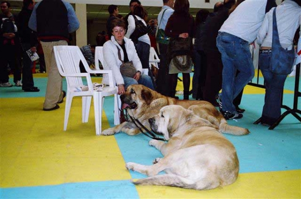 Aitana del Agostadero, Exc. 1, CAC, BOB & Zagal de Laciana, Esc. 2 - National Dog Show, Ciudad Real, Spain 31.03.2007
National Dog Show, Ciudad Real, Spain 31.03.2007:
Zagal de Laciana: Esc. 2º (Clase Abierta Machos)
Aitana del Agostadero: Exc. 1ª (Clase Abierta Hembras) CAC - Mejor de Raza

International Dog Show, Ciudad Real, Spain 01.04.2007:
Zagal de Laciana: Esc. 1º (Clase Abierta Machos) CAC, CACIB
Aitana del Agostadero: Exc. 1ª (Clase Abierta Hembras) CAC, RCACIB 
Keywords: 2007 payuelos