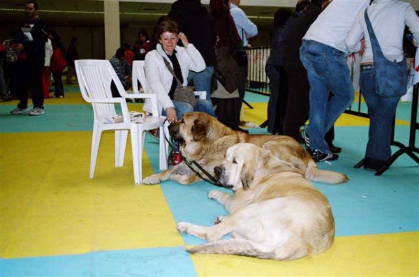 Aitana del Agostadero, Exc. 1, CAC, BOB & Zagal de Laciana, Esc. 2 - National Dog Show, Ciudad Real, Spain 31.03.2007
National Dog Show, Ciudad Real, Spain 31.03.2007:
Zagal de Laciana: Esc. 2º (Clase Abierta Machos)
Aitana del Agostadero: Exc. 1ª (Clase Abierta Hembras) CAC - Mejor de Raza

International Dog Show, Ciudad Real, Spain 01.04.2007:
Zagal de Laciana: Esc. 1º (Clase Abierta Machos) CAC, CACIB
Aitana del Agostadero: Exc. 1ª (Clase Abierta Hembras) CAC, RCACIB 

Kľúčové slová: 2007 payuelos