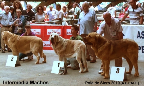 1. Bach de Muxa, 2. Bandolero de Hazas de Cesto, 3. Roco de Autocan - Intermediate Class Males, Pola de Siero, Asturias 17.07.2010
Keywords: 2010