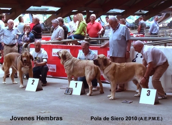 1. Salima Vega de Rio Miera, 2. Brenda de Filandon, 3. Bimba de Autocan - Young Class Females, Pola de Siero, Asturias 17.07.2010
Keywords: 2010