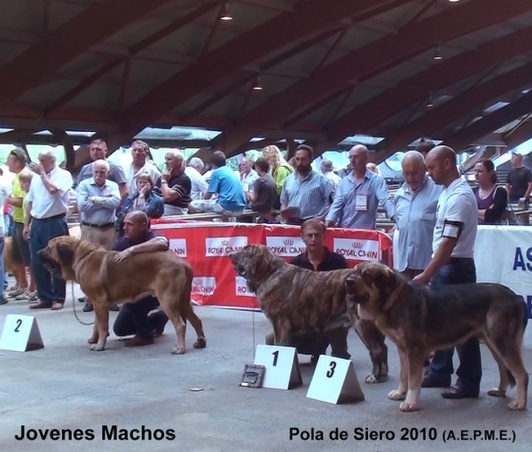 1. Torre de Ablanera (BEST YOUNG), 2. Atila de Basillon, 3. Tango de Filandon - Young Class Males, Pola de Siero, Asturias 17.07.2010
Keywords: 2010