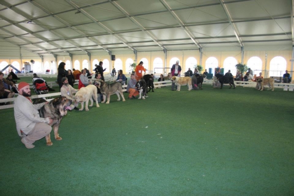 Open Class Males / Clase Abierta Machos -2nd Monographic Exhibition Spanish Mastiff, Parma, Italy - 05-06.05.2012 
Keywords: 2012