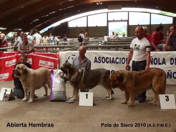 1. Zagala Haza de Cesto (BEST FEMALE), 2. Haya de Bao la Madera, 3. Brisa de Filandon - Open Class Females, Pola de Siero, Asturias 17.07.2010
Keywords: 2010