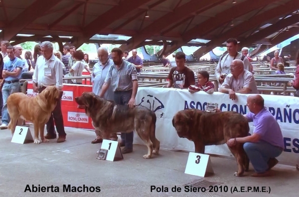 1. Kimi de Reciecho, 2. Balak de Tierra de Orbigo, 3. Tigre de Buxionte - Open Class Males, Pola de Siero, Asturias 17.07.2010
Keywords: 2010