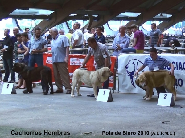 1. Nube de la Portiecha (BEST PUPPY), 2. Princesa de la Portiecha, 3. Alodia de Fonte Xunquera - Puppy Class Females, Pola de Siero, Asturias 17.07.2010
Keywords: 2010