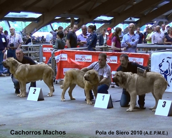 1. Pirata de la Portiecha, 2. Odón de Fonte Xunquera, 3. Califa de Valle del Pisueña - Puppy Class Males, Pola de Siero, Asturias 17.07.2010
Keywords: 2010