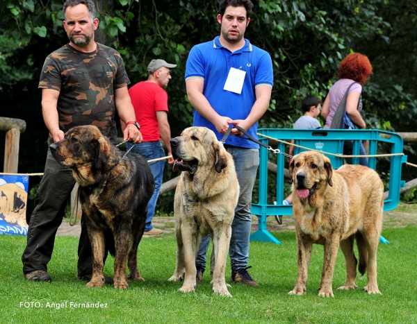 Tierra de Orbigo: 3 - Breeding Group - Cangas de Onis, Asturias, Spain - 08.07.2017  (ASAME)
Keywords: 2017 asame