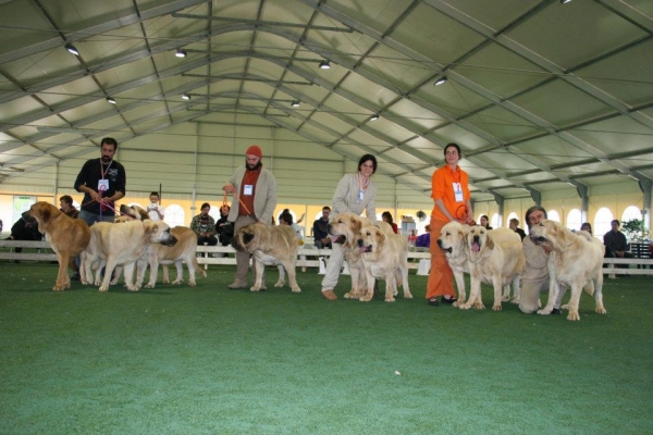 Breeding Group / Grupo Cría: Fantauzzo & Dharmapuri - 2nd Monographic Exhibition Spanish Mastiff, Parma, Italy - 05-06.05.2012 
Keywords: 2012