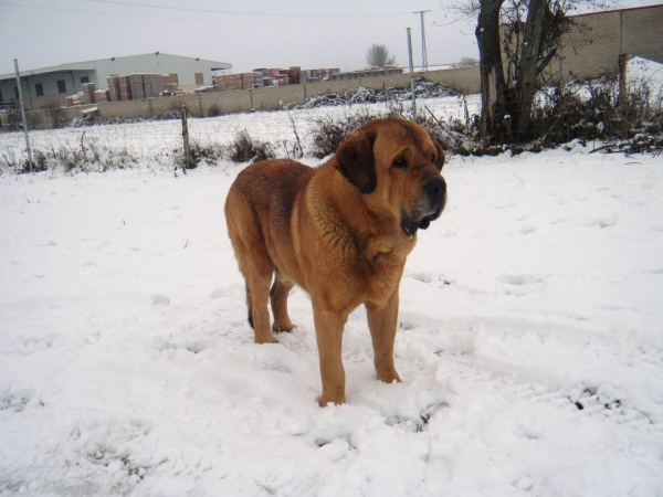 Barbaro 
(Siroco de las Cañadas x Zingara)
Keywords: snow nieve