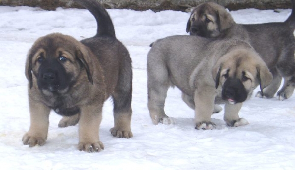 Fido Tornado Erben, Florita Maja and Fearless
40 days old, puppies of Druso de la Aljabara 
Keywords: tornado puppy cachorro snow nieve