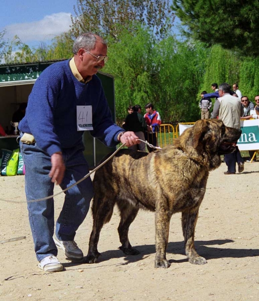 Carxou Cenicienta: Exc. 5, Young Class Females, Monográfica AEPME, Palencia 1999
Tigre de Trashumancia x Pepa de Autocan
Born: 27.02.1998

Photo: Jonas Nielsen © Copyright 
Keywords: autocan 1999