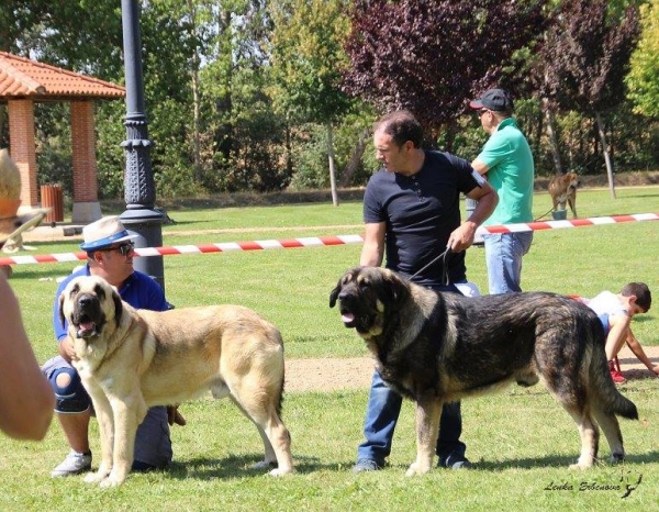 XXXVIII Monográfica Nacional AEPME - Gordoncillo, Leon 08.09.2018
Keywords: 2018