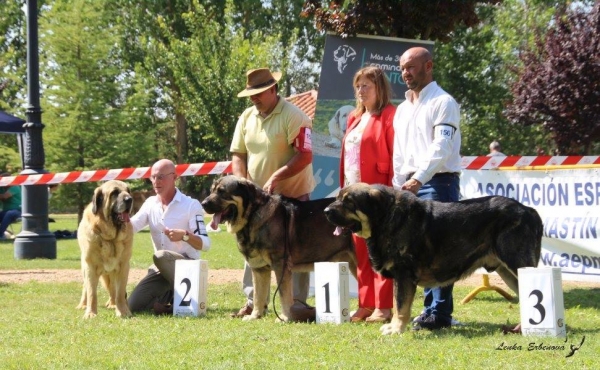 Abierta machos: 1. Tofu de Antalmuhey, 2. Kriso de Hazas de Cesto, 3. Brote de Filandon - XXXVIII Monográfica Nacional AEPME - Gordoncillo, Leon 08.09.2018
Keywords: 2018