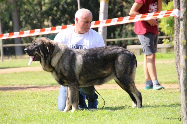 XXXVIII Monográfica Nacional AEPME - Gordoncillo, Leon 08.09.2018 
Keywords: 2018