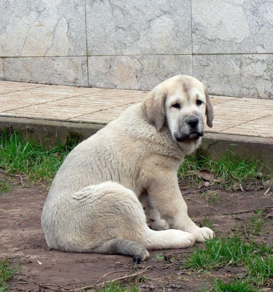 Nevada de Fuente Mimbre
Tejo de Fuente Mimbre X Sobia de Ablanera 
Keywords: angel puppyspain puppy cachorro