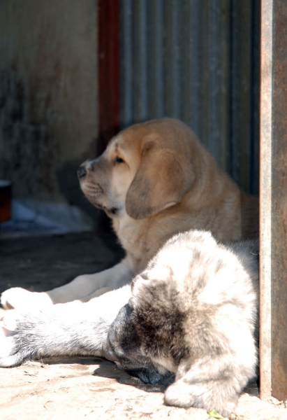 Puppies from Ablanera 
Tigre de Ablanera X Nevada de Fuente Mimbre
08.04.2009

Keywords: angel ablanera