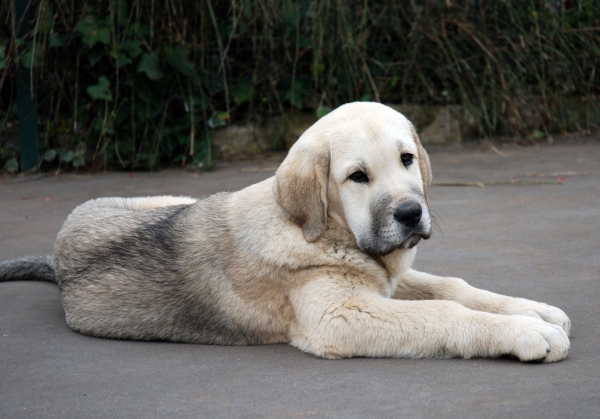 Nevada de Fuente Mimbre
Keywords: angel puppyspain puppy cachorro