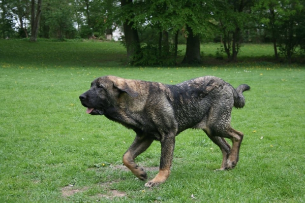 Bardia from kennel Freke (called 'Tøsen')
Bathin Tornado Erben X Brisa de Abelgas
Born: 09.10.2012
