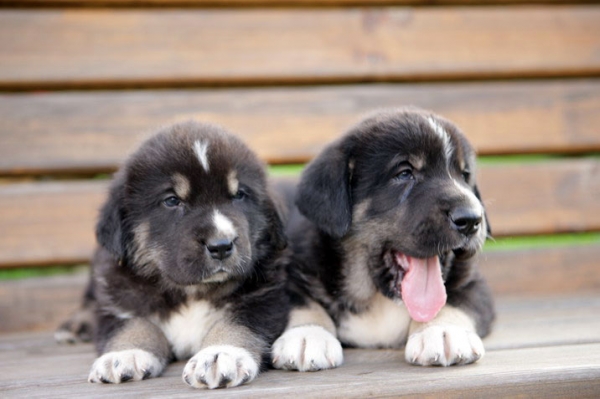 Puppies of Simba and Baggi ( 5 weeks old) born 07.05.2008
Jorgito Tornado Erben (Simba) x Motley House Bagira Papillion (Baggi)
07.05.2008 

Keywords: puppyrussia emastif