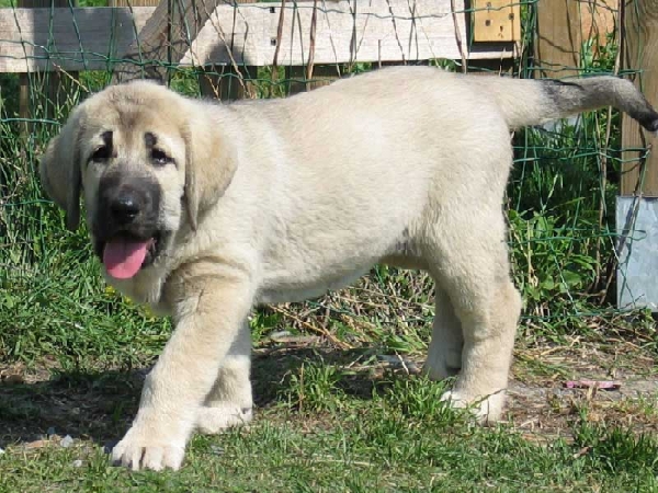 Puppy from Fre-Su
(Ch SANSON del Dharmapuri X Ch LORI FRE-SU) 
Born: 14.02.2007 
Keywords: fresu