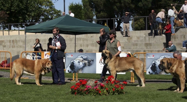 Klay: EXC, Kromagnon Tornado Erben: VG & Lago de Valle del Pisueña: EXC - Open Class Males, XXVIII Monográfica AEPME 13.09.08  
Klay: (Tigre de La Vicheriza x Estrella de Los Zumbos) - born: 23.12.2003
Kromagnon: (Basil Mastiffland x Deborah Tornado Erben) - born: 28.06.2006
Lago: (César de La Aljabara x Edna) - born: 05.09.2005
Keywords: 2008