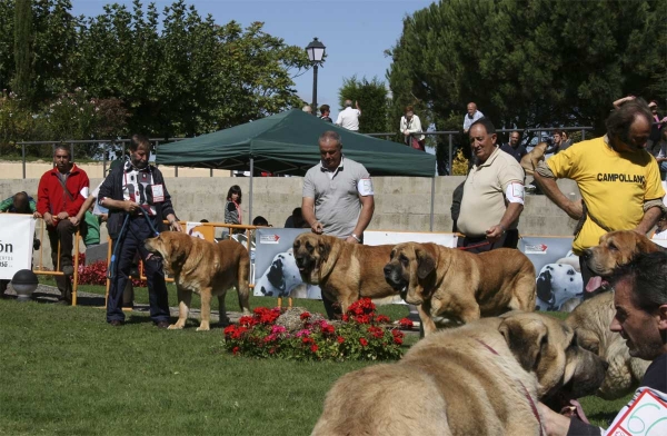 Klay: EXC, Lago de Valle del Pisueña: EXC & León de Cueto Negro: EXC 4 - Open Class Males, XXVIII Monográfica AEPME 13.09.08  
Klay: (Tigre de La Vicheriza x Estrella de Los Zumbos) - born: 23.12.2003
Lago: (César de La Aljabara x Edna) - born: 05.09.2005
León: (Sultán x Iman de Cueto Negro) - born: 15.12.2002 
Keywords: 2008